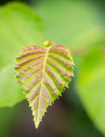 Betula costata 'Daleside' 12ltr pot