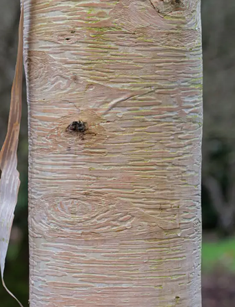 Betula ermanii 'Grayswood Hill' 12ltr pot