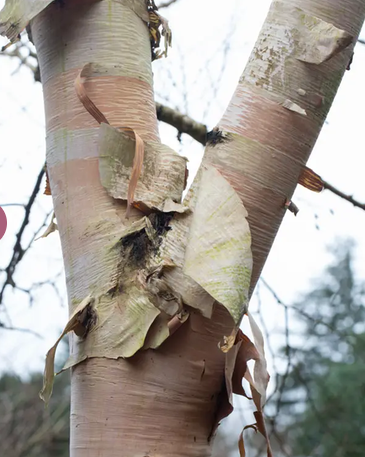 Betula ermanii 'Grayswood Hill' 12ltr pot