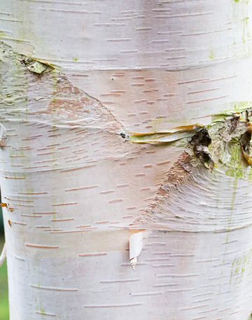 Betula ermanii 'Polar Bear' 12ltr pot