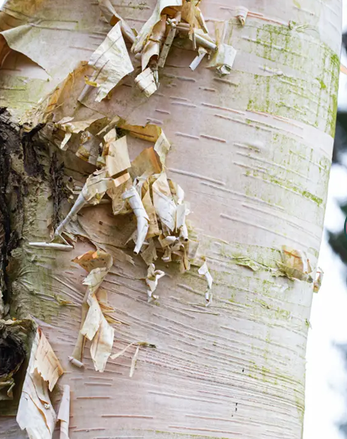Betula ermanii 'Polar Bear' 12ltr pot