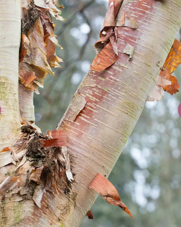 Betula albosinensis 'Fascination' 12ltr pot