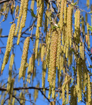 Betula albosinensis 'Fascination' 12ltr pot