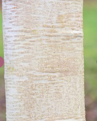 Betula albosinensis 'Fascination' 12ltr pot
