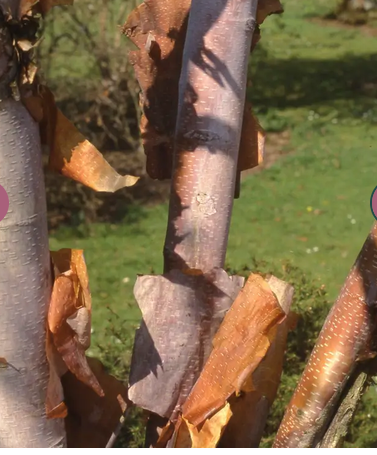 Betula fetisowii 12ltr pot