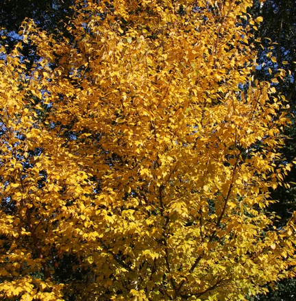 Betula papyrifera 'Saint George' 12ltr pot