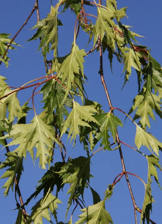 Betula pendula 'Dalecarlica' 12Ltr pot