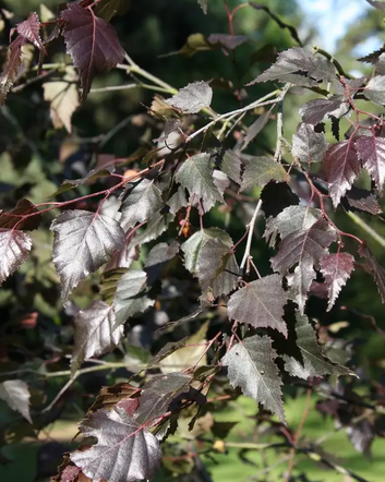 Betula pendula 'Royal Frost' 12Ltr pot
