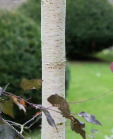 Betula pendula 'Royal Frost' 12Ltr pot