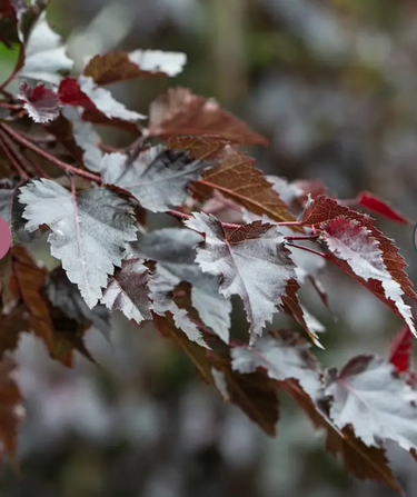 Betula pendula 'Royal Frost' 12Ltr pot