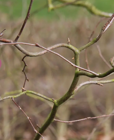 Betula pendula 'Spider Alley' 12Ltr pot