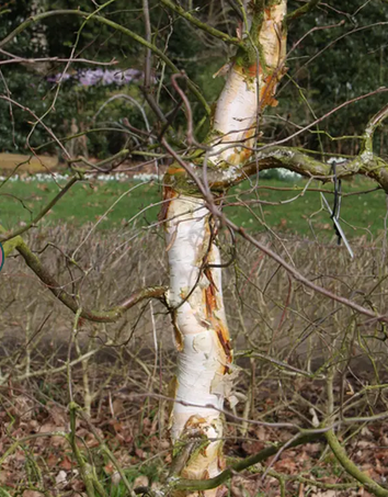Betula pendula 'Spider Alley' 12Ltr pot