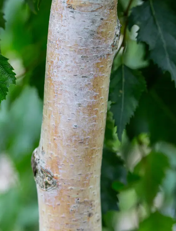 Betula pendula Tristis 12Ltr pot