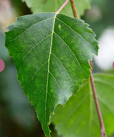 Betula pendula Tristis 12Ltr pot