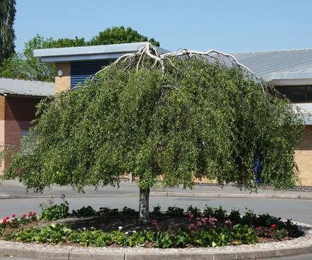 Betula pendula 'Youngii' 12Ltr pot