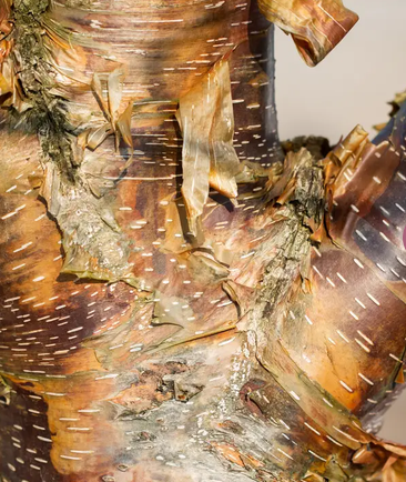 Betula utilis subsp. utilis 'Dark-ness' 12ltr pot
