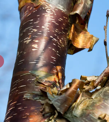 Betula utilis subsp. utilis 'Dark-ness' 12ltr pot