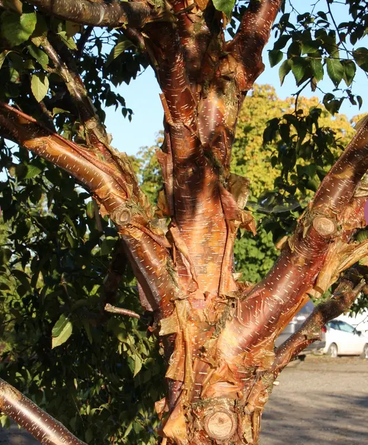 Betula utilis subsp. utilis 'Dark-ness' 12ltr pot