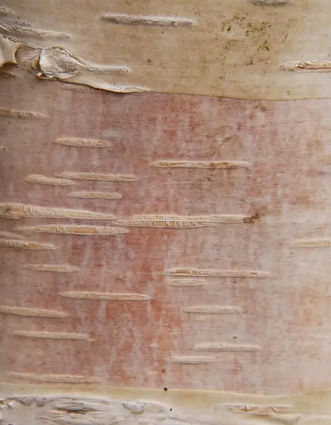 Betula 'Edinburgh' 12ltr pot