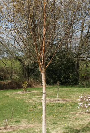 Betula 'Edinburgh' 12ltr pot