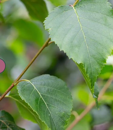 Betula 'Edinburgh' 12ltr pot