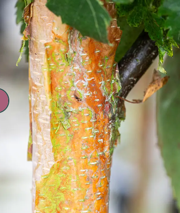Betula 'Edinburgh' 12ltr pot