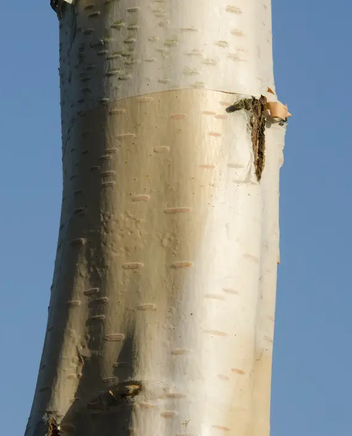 Betula utilis subsp. jacquemontii  'Jermyns' 12Ltr pot