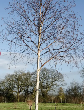 Betula utilis subsp. jacquemontii  'Jermyns' 12Ltr pot