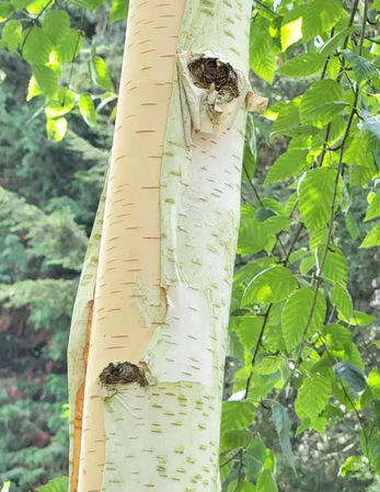 Betula utilis subsp. jacquemontii 'Silver Shadow' 12Llt pot