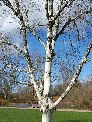 Betula utilis subsp. jacquemontii 'Silver Shadow' 12Llt pot