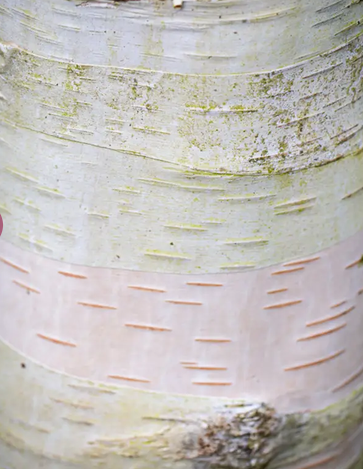 Betula utilis subsp. jacquemontii 'Moonbeam' 12Ltr pot