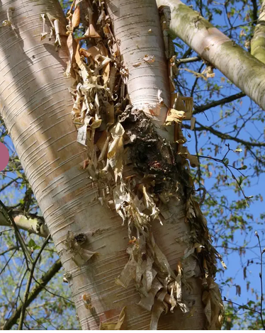Betula albosinensis ' Hergest' 12ltr pot