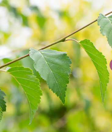 Betula albosinensis ' Hergest' 12ltr pot