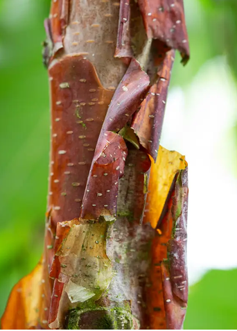 Betula utilis subsp. albosinensis 'Kansu' 12ltr pot