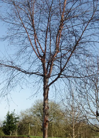 Betula utilis subsp. albosinensis 'Kansu' 12ltr pot