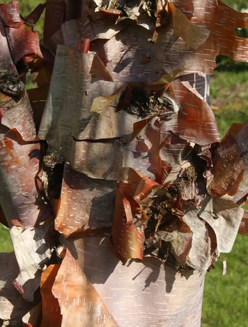 Betula albosinensis 'Red Panda' 12ltr pot