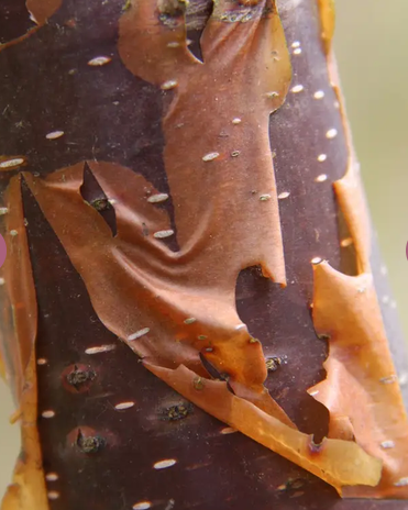 Betula utilis subsp. utilis 'Wakehurst Place Chocolate' 12ltr pot