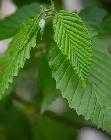 Carpinus betulus 'Frans Fontaine' 12L