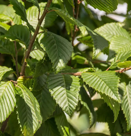 Carpinus betulus 'Lucas' 12Ltr pot
