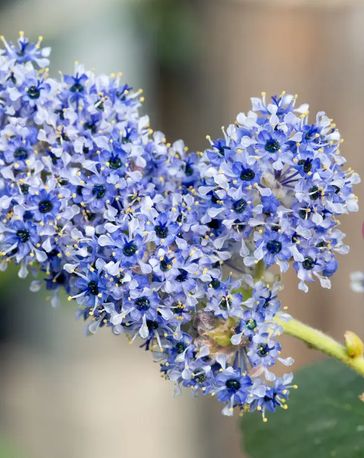 Ceanothus arboreus 'Trewithen Blue' 12Ltr pot