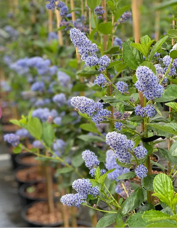 Ceanothus arboreus 'Trewithen Blue' 12Ltr pot