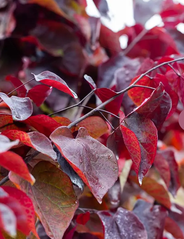Cercis canadensis Forest Pansy 12Ltr pot