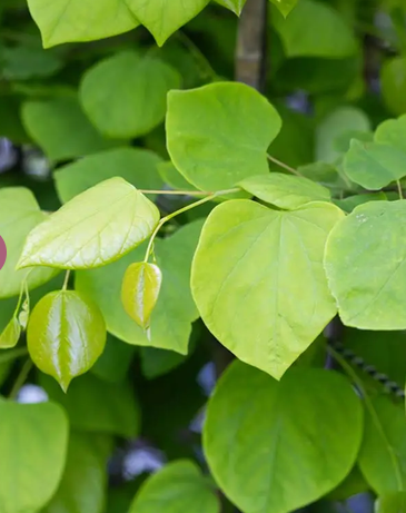 Cercis canadensis 'Hearts Of Gold' 12Ltr