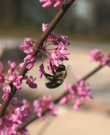Cercis canadensis 'Hearts Of Gold' 12Ltr