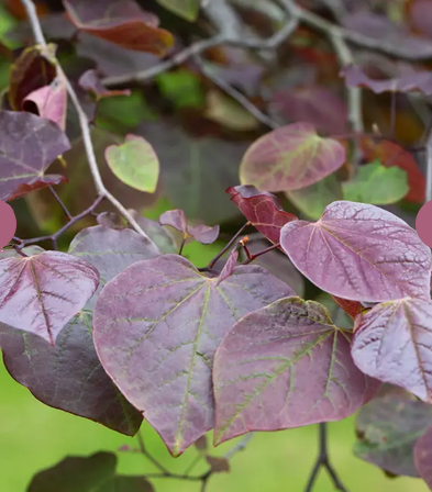 Cercis canadensis 'Ruby Falls' 12Ltr pot