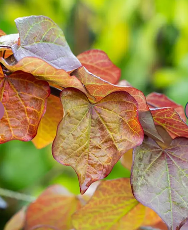 Cercis canadensis 'Ruby Falls' 12Ltr pot