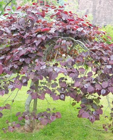 Cercis canadensis 'Ruby Falls' 12Ltr pot