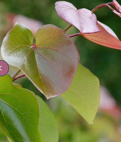 Cercis canadensis var. texensis 'Oklahoma' 12Ltr pot