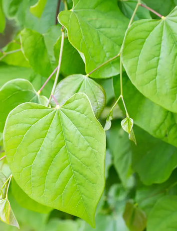Cercis chinensis 'Avondale' 12Ltr pot