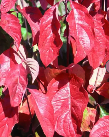 Cornus florida 12Ltr pot